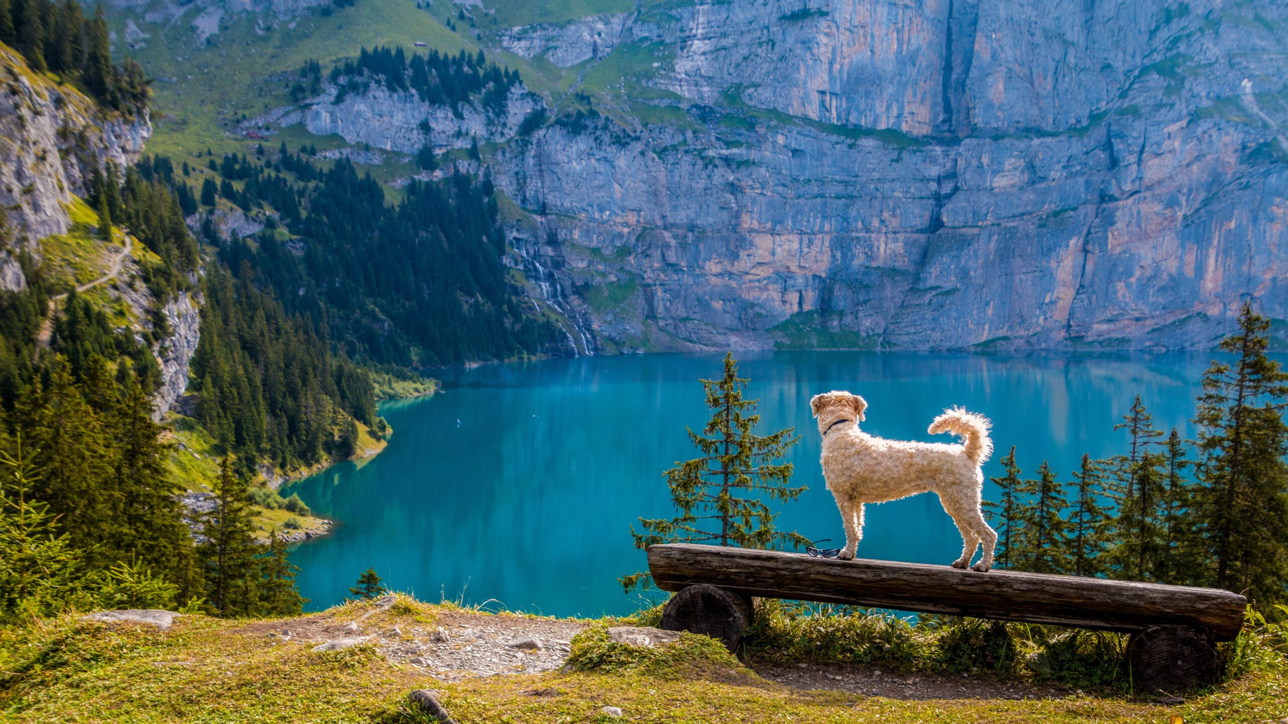 Pies stoi na pniu. Patrzy się w stronę jeziora górskiego. Dookoła góry i lasy.