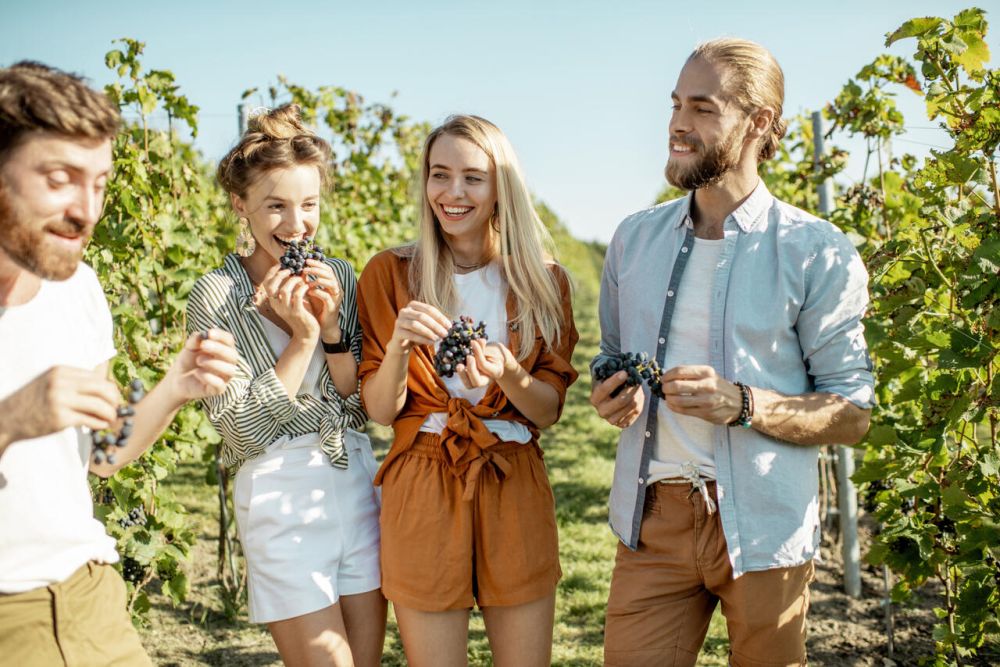 Cztery osoby degustują winogrona podczas zwiedzania winnicy latem